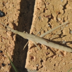 Acrida conica at Conder, ACT - 2 Feb 2016 12:17 PM