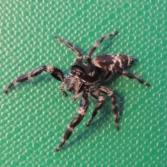 Sandalodes superbus (Ludicra Jumping Spider) at Griffith, ACT - 12 Feb 2016 by michaelb