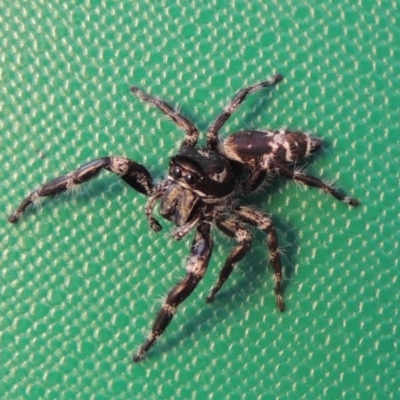 Sandalodes superbus (Ludicra Jumping Spider) at Griffith, ACT - 13 Feb 2016 by MichaelBedingfield