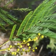 Acacia decurrens (Green Wattle) at Isaacs Ridge and Nearby - 2 Aug 2017 by Mike