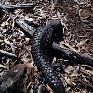 Tiliqua rugosa at Hackett, ACT - 2 Aug 2017 02:07 PM