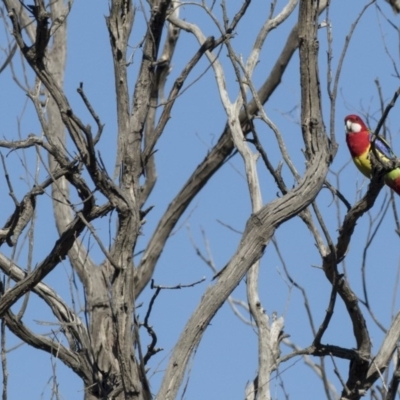 Platycercus eximius (Eastern Rosella) at The Pinnacle - 1 Aug 2017 by Alison Milton