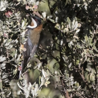 Acanthorhynchus tenuirostris (Eastern Spinebill) at The Pinnacle - 1 Aug 2017 by Alison Milton