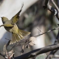 Ptilotula penicillata (White-plumed Honeyeater) at Hawker, ACT - 2 Aug 2017 by AlisonMilton