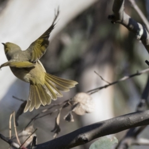 Ptilotula penicillata at Hawker, ACT - 2 Aug 2017