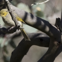 Ptilotula penicillata at Hawker, ACT - 2 Aug 2017