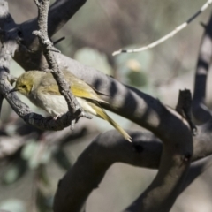 Ptilotula penicillata at Hawker, ACT - 2 Aug 2017