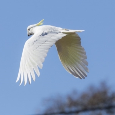 Cacatua galerita (Sulphur-crested Cockatoo) at The Pinnacle - 1 Aug 2017 by Alison Milton