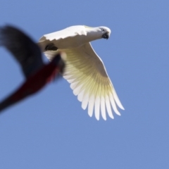 Cacatua galerita at Hawker, ACT - 2 Aug 2017 09:30 AM