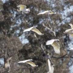 Cacatua galerita at Hawker, ACT - 2 Aug 2017