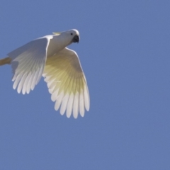 Cacatua galerita at Hawker, ACT - 2 Aug 2017 09:30 AM