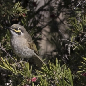 Caligavis chrysops at Hawker, ACT - 2 Aug 2017