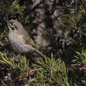 Caligavis chrysops at Hawker, ACT - 2 Aug 2017