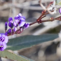 Hardenbergia violacea (False Sarsaparilla) at Hawker, ACT - 2 Aug 2017 by AlisonMilton