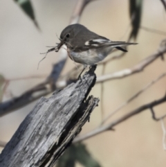 Petroica boodang (Scarlet Robin) at Hawker, ACT - 2 Aug 2017 by AlisonMilton