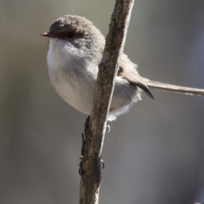 Malurus cyaneus (Superb Fairywren) at The Pinnacle - 2 Aug 2017 by Alison Milton