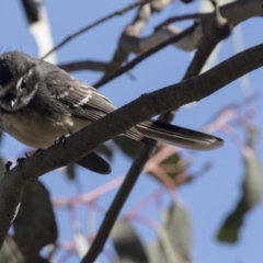 Rhipidura albiscapa (Grey Fantail) at Hawker, ACT - 2 Aug 2017 by Alison Milton