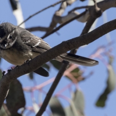 Rhipidura albiscapa (Grey Fantail) at Hawker, ACT - 2 Aug 2017 by AlisonMilton