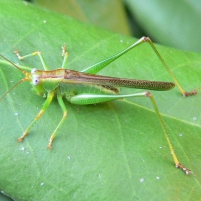 Conocephalus upoluensis (Meadow Katydid) at Kambah, ACT - 20 Mar 2009 by HarveyPerkins