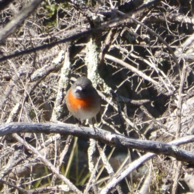 Petroica boodang (Scarlet Robin) at Isaacs Ridge and Nearby - 2 Aug 2017 by Mike