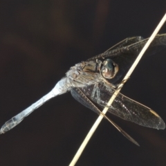 Orthetrum caledonicum (Blue Skimmer) at Tennent, ACT - 7 Feb 2016 by MichaelBedingfield