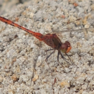 Diplacodes bipunctata at Tennent, ACT - 9 Feb 2016