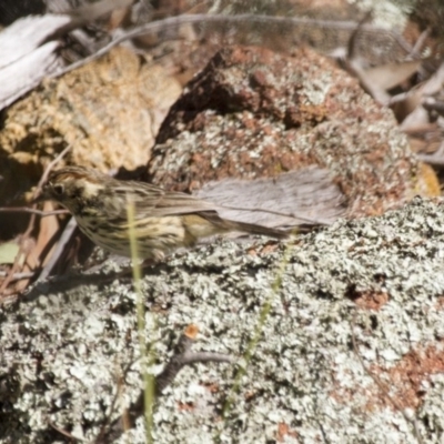 Pyrrholaemus sagittatus (Speckled Warbler) at The Pinnacle - 13 Sep 2015 by AlisonMilton