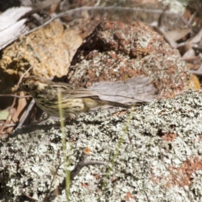 Pyrrholaemus sagittatus (Speckled Warbler) at Dunlop, ACT - 13 Sep 2015 by Alison Milton