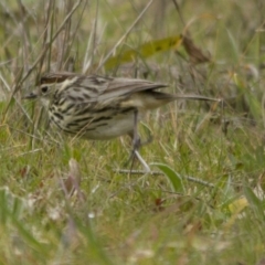 Pyrrholaemus sagittatus (Speckled Warbler) at Dunlop, ACT - 16 Aug 2014 by Alison Milton