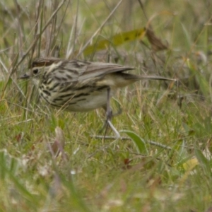 Pyrrholaemus sagittatus at Dunlop, ACT - 16 Aug 2014 12:31 PM