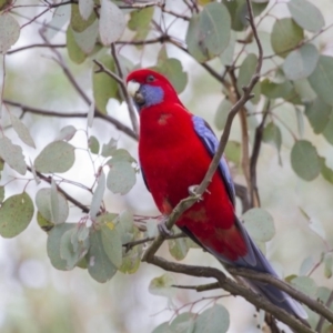 Platycercus elegans at Hawker, ACT - 26 Apr 2015 01:52 PM