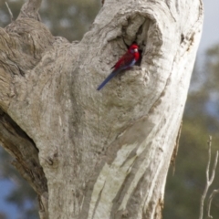 Platycercus elegans at Hawker, ACT - 26 Apr 2015 01:52 PM