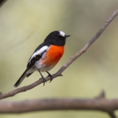 Petroica boodang (Scarlet Robin) at The Pinnacle - 26 Apr 2015 by AlisonMilton