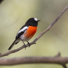 Petroica boodang (Scarlet Robin) at The Pinnacle - 26 Apr 2015 by Alison Milton