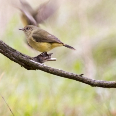 Acanthiza reguloides (Buff-rumped Thornbill) at The Pinnacle - 26 Apr 2015 by Alison Milton