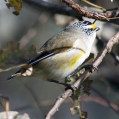 Pardalotus striatus (Striated Pardalote) at The Pinnacle - 26 Apr 2015 by AlisonMilton