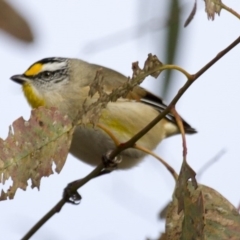 Pardalotus striatus at Dunlop, ACT - 26 Apr 2015 10:18 AM