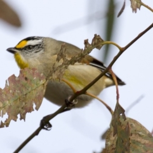 Pardalotus striatus at Dunlop, ACT - 26 Apr 2015