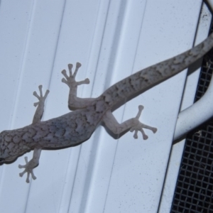 Christinus marmoratus at Higgins, ACT - 13 Sep 2014 08:46 PM