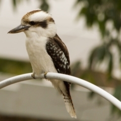 Dacelo novaeguineae at Hawker, ACT - 16 Aug 2014