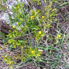 Solanum pseudocapsicum at Hughes, ACT - 3 Aug 2017