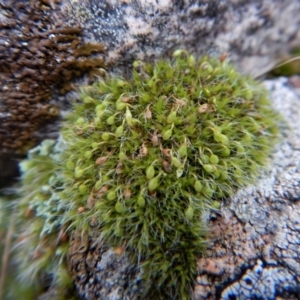 Grimmia sp. at Belconnen, ACT - 3 Aug 2017 02:56 PM