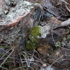 Grimmia sp. at Belconnen, ACT - 3 Aug 2017 02:56 PM