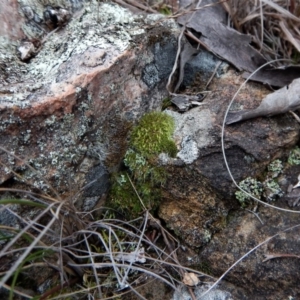 Grimmia sp. at Belconnen, ACT - 3 Aug 2017 02:56 PM