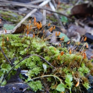 Rosulabryum sp. at Point 4081 - 1 Aug 2017