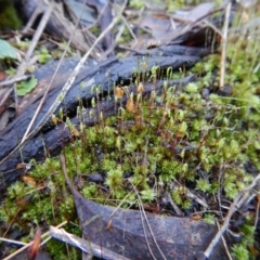 Rosulabryum sp. at Point 4081 - 1 Aug 2017 03:38 PM