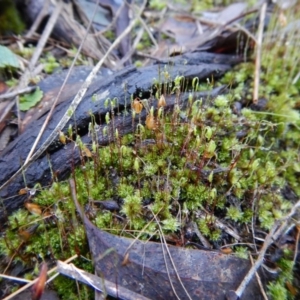 Rosulabryum sp. at Undefined Area - 1 Aug 2017 03:38 PM