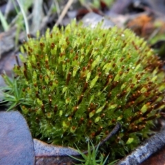 Tayloria octoblepharum (Moss) at Aranda Bushland - 2 Aug 2017 by CathB