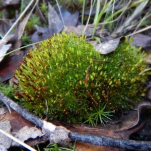 Tayloria octoblepharum at Aranda, ACT - 3 Aug 2017