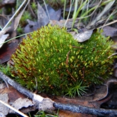 Tayloria octoblepharum at Aranda, ACT - 3 Aug 2017